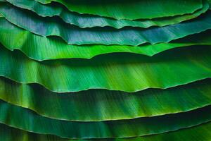 Fotográfia Banana leaves are green nature., wilatlak villette, (40 x 26.7 cm)
