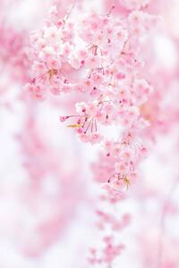 Fotográfia Close-up of pink cherry blossom, Yuki Hanayama / 500px