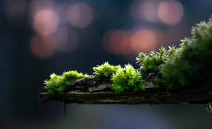Művészeti fotózás close-up of moss on a branch, Alin Boehmer, (40 x 24.6 cm)