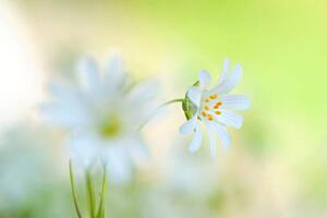 Fotográfia Close-up image of the spring flowering, Jacky Parker Photography, (40 x 26.7 cm)