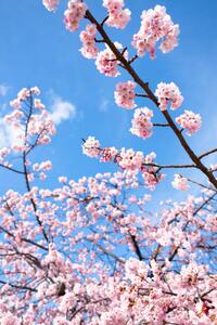 Fotográfia Cherry Blossoms, Masahiro Makino
