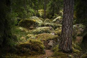 Fotográfia Forest environment in a primeval forest, Schon, (40 x 26.7 cm)