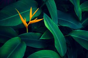Fotográfia tropical leaves colorful flower on dark, sarayut Thaneerat