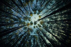 Fotográfia Low angle view of trees in forest,Russia, igor kovalev / 500px, (40 x 26.7 cm)