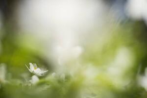 Fotográfia white willows in spring in clear, Schon, (40 x 26.7 cm)