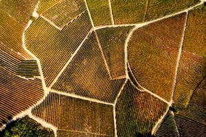 Fotográfia Barolo Wine Region in Autum, Piedmont, Italy, Andrea Pistolesi, (40 x 26.7 cm)