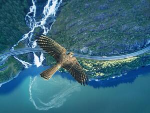 Fotográfia Kestrel flying above ocean, rocky land,, Stanislaw Pytel