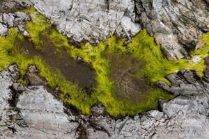 Fotográfia Abstract view of moss on rocks, Kevin Trimmer