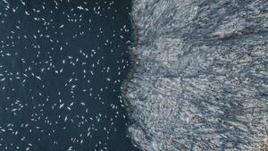 Fotográfia Gannets flying off the edge of, Abstract Aerial Art