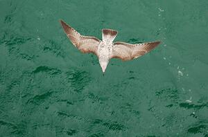 Művészeti fotózás Young Gull, Ade_Deployed, (40 x 26.7 cm)