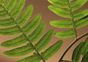 Fotográfia Highlighted leaf veins on fern fronds, Zen Rial