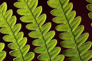 Művészeti fotózás Bracken Fern Leaf, weisschr, (40 x 26.7 cm)