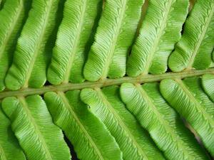 Művészeti fotózás Green blechnum fern leaf, Supersmario, (40 x 30 cm)