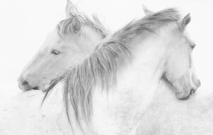 Művészeti fotózás Horses, marie-anne stas, (40 x 26.7 cm)