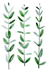 Illusztráció Watercolor eucalyptus parvifolia, Blursbyai, (30 x 40 cm)