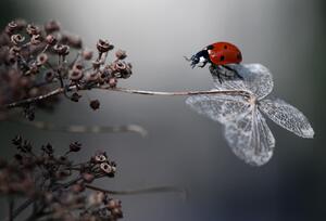 Művészeti fotózás Ladybird on hydrangea., Ellen van Deelen, (40 x 26.7 cm)