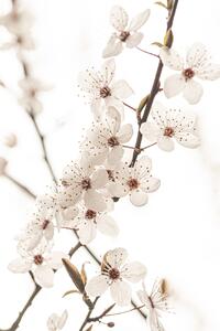 Fotográfia Blossoming, Sisi & Seb, (26.7 x 40 cm)