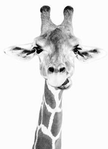 Művészeti fotózás Happy giraffe, Sisi & Seb, (30 x 40 cm)