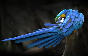 Művészeti fotózás Blue parrot, Abbas Ali Amir, (40 x 24.6 cm)