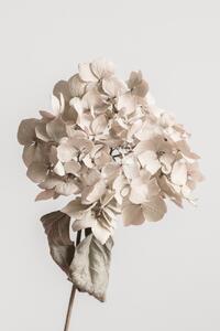 Művészeti fotózás Beige dried flower, Studio Collection, (26.7 x 40 cm)