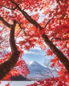 Művészeti fotózás Mt.fuji is in the autumn leaves, Makiko Samejima, (30 x 40 cm)