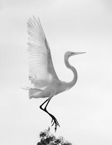 Művészeti fotózás Taking off, Vicki Lai, (30 x 40 cm)