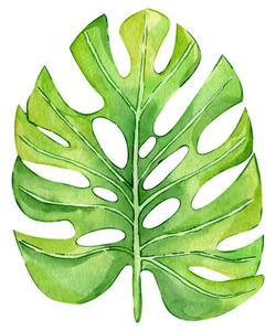 Illusztráció Watercolor hand painted green tropical leaves,, DZHAMILIA ABDULAEVA