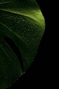Illusztráció young monstera leaf in droplets of water, Serhii_Yushkov