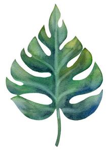 Illusztráció Watercolor green monstera leaf isolated on, Anastasiia Dubitskaia