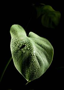 Illusztráció Close-up of leaves of monstera plant with dewdrops, Cavan Images