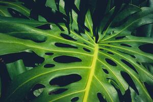 Illusztráció Monstera Philodendron leaves - tropical forest, hanohiki, (40 x 26.7 cm)