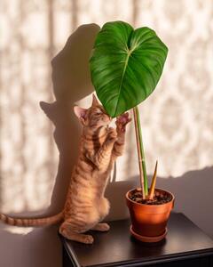 Illusztráció Kitten and indoor plant philodendron, Rhisang Alfarid