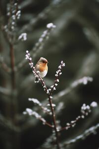 Fotográfia Cute Robin, Treechild, (26.7 x 40 cm)