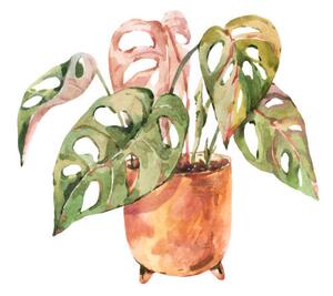 Illusztráció Watercolor indoor plants, monstera urban jungle, Belus, (40 x 40 cm)