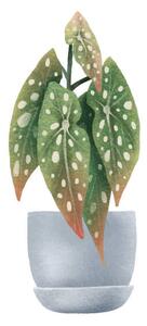 Illusztráció Begonia Maculata, dots. Houseplant in pot., Ilona Myronenko, (40 x 40 cm)