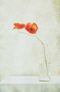 Illusztráció Two Poppies in a Bottle, Delphine Devos, (26.7 x 40 cm)