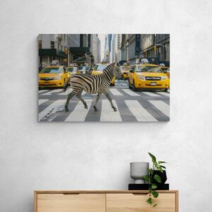 Kép zebra New Yorkban