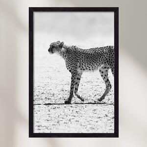 Cheetah - falikép keretben | artbridge