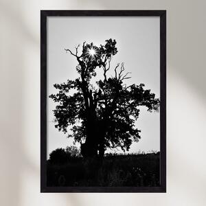 The Oak - falikép keretben | artbridge