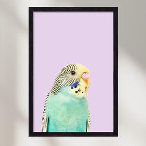 Budgie - falikép keretben | artbridge