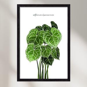 Anthurium clarinervium - falikép keretben | artbridge
