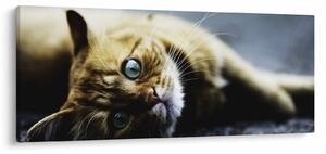 Macska képe (120x50 cm)