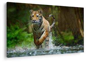 Futó tigris képe (90x60 cm)