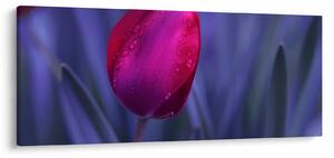 Tulipán bimbó képe (120x50 cm)