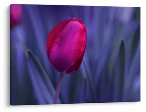 Tulipán bimbó képe (70x50 cm)