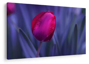 Tulipán bimbó képe (90x60 cm)