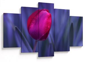 Tulipán bimbó képe (150x105 cm)