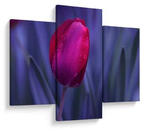 Tulipán bimbó képe (90x60 cm)