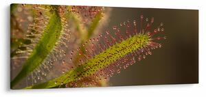 A növény képe (120x50 cm)