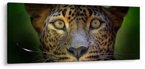 Kép - Leopárd portré, Sri Lanka (120x50 cm)